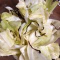 とむ子。's cooksnap of when they made 秒で！居酒屋やみつきキャベツ.