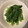 R2016's cooksnap of when they made 小松菜としらすの胡麻油炒め.