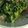 たーたん★'s cooksnap of when they made ✿菜の花のからしマヨネーズ和え✿.
