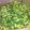 こころんち☆'s cooksnap of when they made 常備菜！かぶの葉de味噌炒め（よごし）♪.