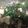 12312009's cooksnap of when they made 大人な鍋☆ピリ辛？痺れる？豚バラ花椒鍋.