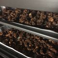 パンちょー's cooksnap of when they made 黒糖くるみ.