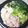 NAOばあさん's cooksnap of when they made 鶏鍋（寄せ鍋）女子会ver.
