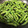 kichijoji's cooksnap of when they made おつまみの枝豆.