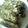 maruru-nn's cooksnap of when they made ささみの香りパン粉焼き☆.