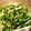 ☆mamingo☆'s cooksnap of when they made 大根の皮と葉っぱのわさび風味炒め♪.