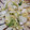 あたりめっこ's cooksnap of when they made 【常備菜】白菜の柚子胡椒和え.