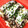 蒼の雫sp's cooksnap of when they made 鮭のマヨネーズ蒸し焼き.
