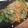 クック1GUU42☆'s cooksnap of when they made すき焼きチャプチェ.
