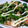 ちばたま's cooksnap of when they made ＋菜の花と鮭のサラダ風煮びたし＋.