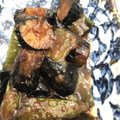 メルMAMA＊'s cooksnap of when they made 茄子とピーマンの味噌炒め.