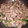 kokoパパ's cooksnap of when they made 砂肝とにんにくの芽のガーリック炒め.