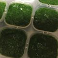 メロンパンケーキ's cooksnap of when they made ★離乳食初期★時短ペーストほうれん草.