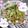 ◆あゆな◆'s cooksnap of when they made レモンで☆簡単チンゲン菜のさっぱり炒め♪.