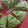 サトコン105☆'s cooksnap of when they made HMで簡単＊小松菜とさつまいものケーキ.
