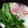 藍ボール's cooksnap of when they made 常夜鍋☆ほうれん草と豚コマ☆安くて簡単！.