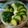 クックBNQ5PD☆'s cooksnap of when they made 簡単！ブロッコリーときゅうりのツナサラダ.