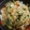 ちゃーきー★'s cooksnap of when they made 中華風塩焼きそば.