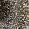 紗重桂's cooksnap of when they made 黒豆味噌.