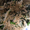 にゃんこりんご's cooksnap of when they made ほうれん草ともやしのお浸し.