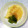 ☆ＴＯＭＯＹＯ☆'s cooksnap of when they made 絶品セロリ香る大根(白菜)の粕漬　樽漬け.