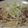 mamanotama's cooksnap of when they made もやしと豚バラのレンジ蒸し.