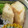 nbsz's cooksnap of when they made 長芋の揚げたん.