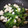 みみ母's cooksnap of when they made かぶの葉とささみの柚子胡椒炒め.