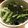 チエリップ's cooksnap of when they made 春菊のりごま和え.