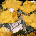 ひなこちーのママ's cooksnap of when they made 簡単！スイートポテト☆たまご不使用.
