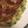 きらきらのんたん's cooksnap of when they made 牡蠣のネギ焼き(お好み焼き)ねぎ大量消費.