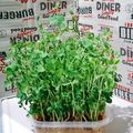 ☆クローバー134☆'s cooksnap of when they made 【再利用】豆苗の水耕栽培は、何回まで?.
