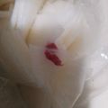 ふぁんたにゃん's cooksnap of when they made 聖護院大根のさくら漬け.