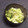 さくらん餅's cooksnap of when they made とろ～り！あみえびと白菜の白だし煮.