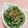 ぽぽきゅ's cooksnap of when they made 簡単！大根菜としらすのお浸し.