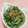 ぽぽきゅ's cooksnap of when they made 簡単！大根菜としらすのお浸し.