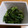 たねママ's cooksnap of when they made とれたて春菊の胡麻和え.