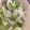 Ｕ字☆'s cooksnap of when they made 白菜漬物.