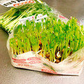 ☆♡Sakura♡☆'s cooksnap of when they made 豆苗の切り方.