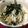 もりっこかふぇ's cooksnap of when they made 胡麻油風味の納豆と大根のサラダ。.