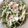 まゆりん✩'s cooksnap of when they made 簡単さっぱり大人味！大根とツナのサラダ.