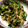 hiromi17's cooksnap of when they made ツナとほうれん草のカレー粉炒め.