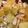 クックY7ITSY☆'s cooksnap of when they made 白菜と蛸のバタポン炒め.