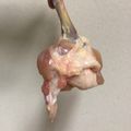 chihal's cooksnap of when they made だれでも簡単！手羽元チューリップの作り方.