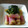 xxみゆxx's cooksnap of when they made 赤ネギ（白ネギ）だけのシンプルとろとろ煮.