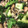 クックOFBC1S☆'s cooksnap of when they made ホタテときのこのアヒージョ.