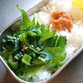 チコリママ's cooksnap of when they made 材料は二つだけ☆小松菜の漬物.