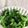 よ☆ひ's cooksnap of when they made わさび菜のおひたし.
