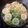 クックPC6SX8☆'s cooksnap of when they made レモン鍋.