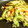 3yury's cooksnap of when they made 苦くない！ ツナとゴーヤの旨炒め。.